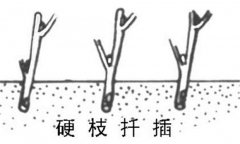 如何繁殖黑豆果 黑豆果硬枝扦插、綠枝扦插方法