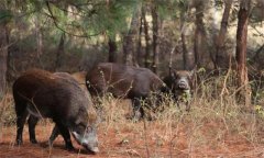 野豬是幾級保護動物，野豬的壽命一般是多少年