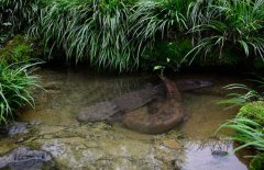 吃娃娃魚(yú)犯法嗎？