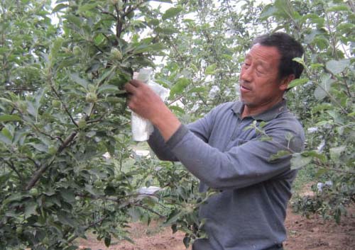 紅富士蘋果套袋技術(shù)