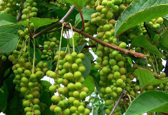 五味子種植技術(shù)