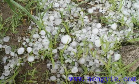 蔬菜種植如何對應(yīng)災(zāi)害性天氣