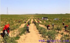 種植枸杞怎樣進(jìn)行土壤與施肥的管理？