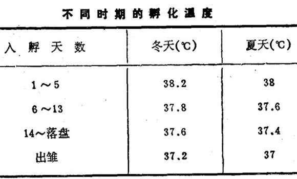 烏骨雞飼養(yǎng)方法