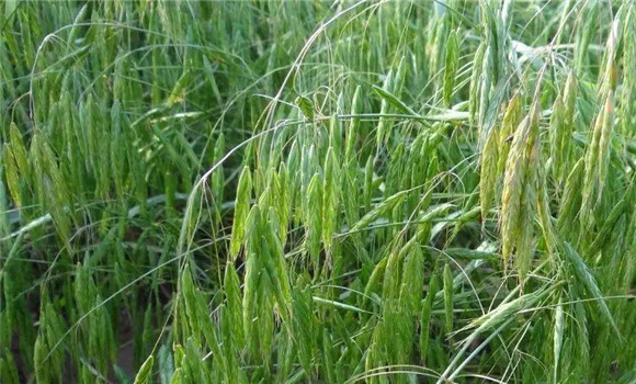 無芒雀麥栽培技術(shù)要點