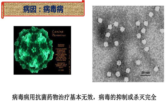 犬細小病毒病怎么治