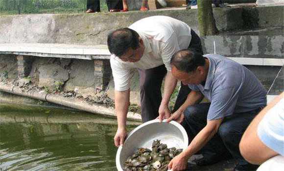 魚鱉混養(yǎng)技術