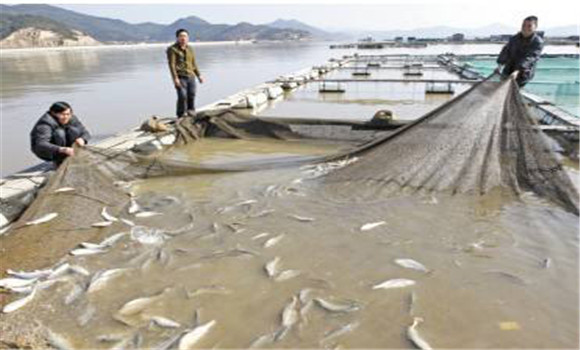 大黃魚養(yǎng)殖技術(shù)