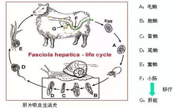 羊肝片吸蟲(chóng)病傳染嗎？