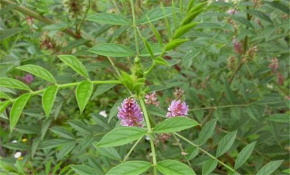 甘草的種植技術(shù)要點