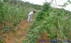 種植葛根如何管理？葛根田間管理技術(shù)要點(diǎn)