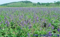 種植黃芩怎么管理？黃芩田間管理的主要內(nèi)容