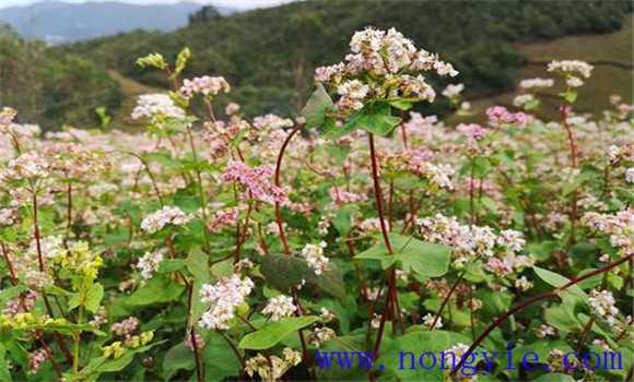 蕎麥的種類(lèi)有哪些