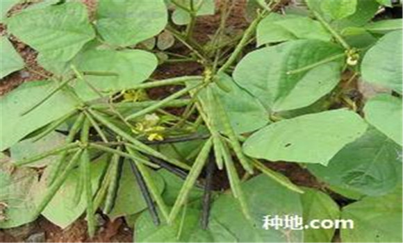 綠豆怎么種植能高產(chǎn)？