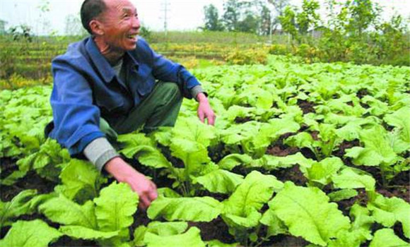 榨菜種植時間