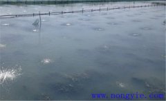 怎樣為魚塘增加氧氣，給魚塘增氧有幾種方法？