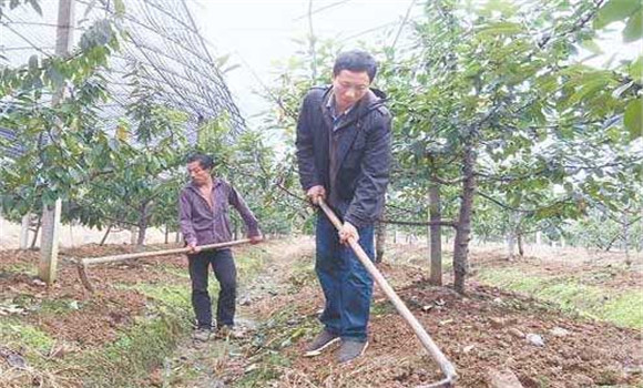 櫻桃樹(shù)如何微肥