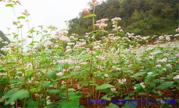 蕎麥種植時(shí)間