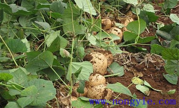 如何種植豆薯 豆薯栽培技術(shù)要點(diǎn)