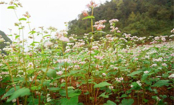 蕎麥種植與管理方法