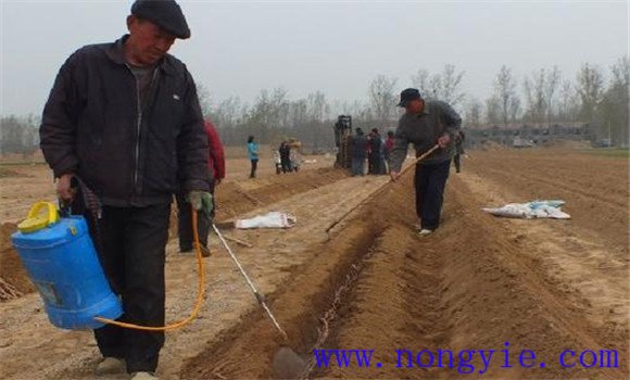 山藥種植技術(shù)與栽培管理方法