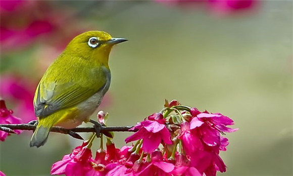 繡眼鳥(niǎo)怎樣飼養(yǎng)