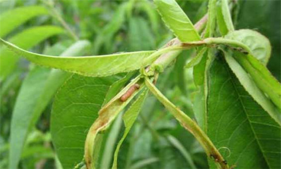 食心蟲的生物防治與人工防治