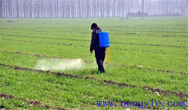 小麥除草劑什么時(shí)候打