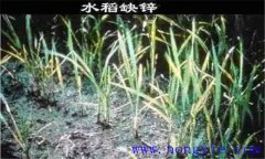 水稻缺鋅會(huì)導(dǎo)致僵苗，水稻缺鋅怎么辦？