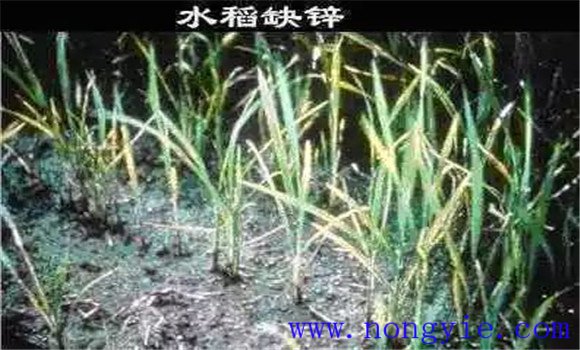 水稻缺鋅會(huì)導(dǎo)致僵苗，水稻缺鋅怎么辦