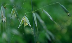 燕麥種植時間，燕麥什么時間種植