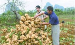 豆薯如何種植，豆薯種植與栽培技術(shù)