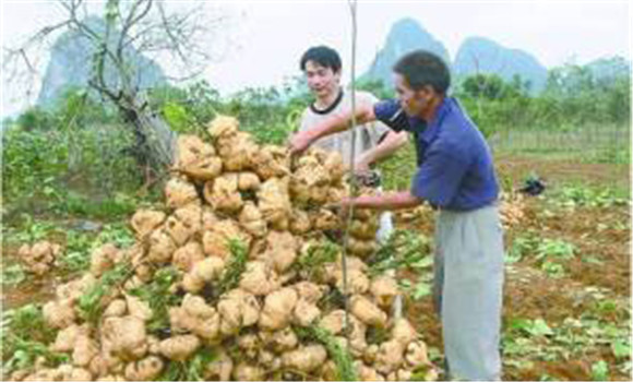 豆薯如何種植，豆薯種植與栽培技術(shù)