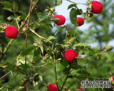 樹莓種植方法 樹莓栽培與種植技術(shù)