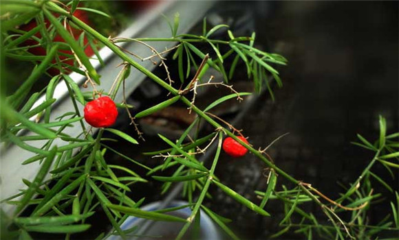 天門冬的種植技術(shù)