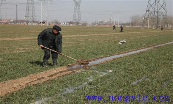 小麥冬灌時間是什么時候