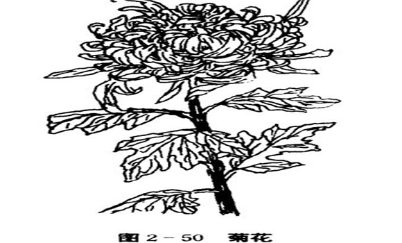 菊花的栽培技術(shù)要點