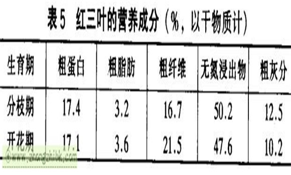 紅三葉草的功效 紅三葉經(jīng)濟價值及功效