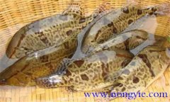 鱖魚(yú)的種類(lèi)有哪些?常見(jiàn)的鱖魚(yú)的飼養(yǎng)方式簡(jiǎn)介