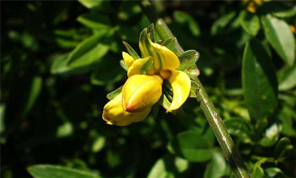 迎春花的養(yǎng)殖方法，迎春花的養(yǎng)殖技術要點