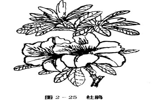 怎樣養(yǎng)杜鵑花，杜鵑花怎么養(yǎng)