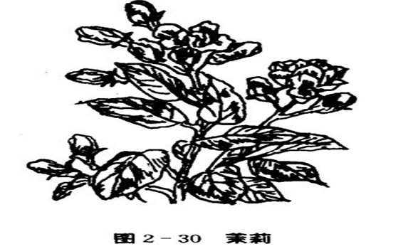 茉莉花種植技術(shù)，如何種植茉莉花