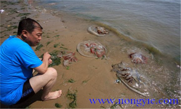 海蜇能蜇死人嗎，如何預(yù)防被蜇傷