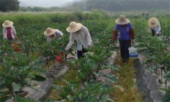 茄子施什么肥效果好 茄子施肥技術(shù)與管理要點