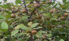 油茶怎么種植 油茶高產栽培技術與步驟