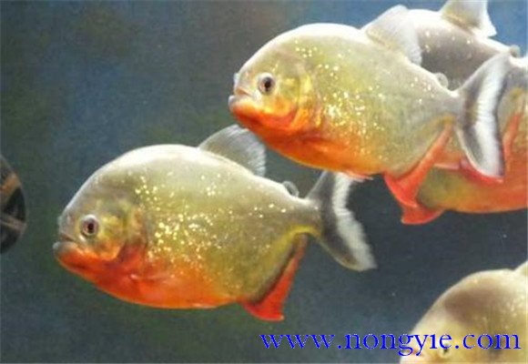 水虎魚(yú)吃什么食物