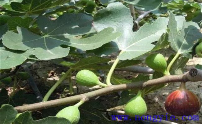 無花果樹幾年結果