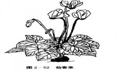 仙客來(lái)（兔耳花）的植物學(xué)特征介紹