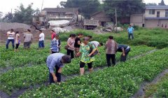 茉莉花的養(yǎng)殖方法簡介，怎樣培育茉莉花