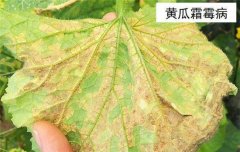 黃瓜病蟲(chóng)害防治：黃瓜霜霉病、白粉病、紅蜘蛛